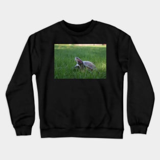 Red Eared Slider Turtle in Grass Crewneck Sweatshirt